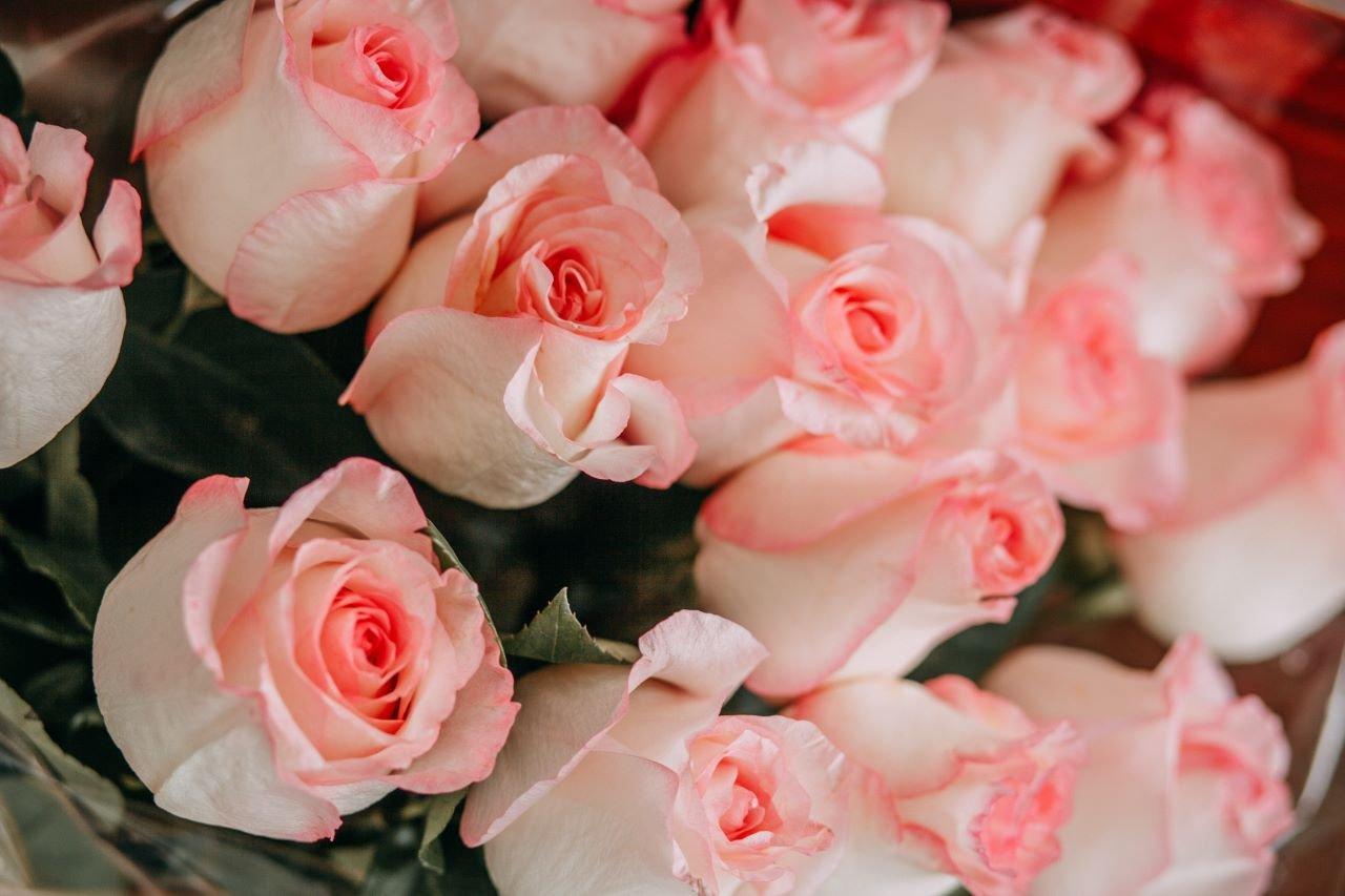 The All You Need To Know Guide About Pink Roses Interflora